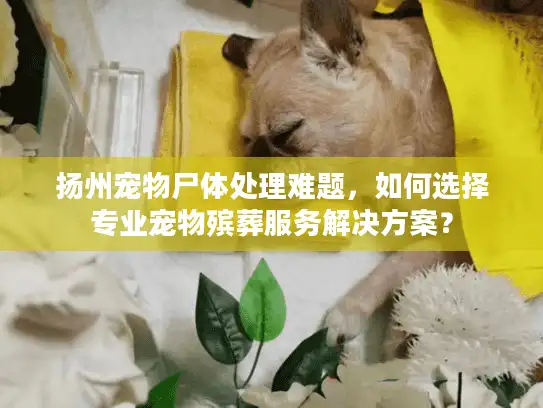 扬州宠物尸体处理难题，如何选择专业宠物殡葬服务解决方案？