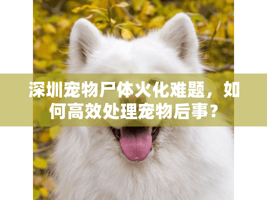 深圳宠物尸体火化难题，如何高效处理宠物后事？