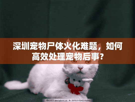 深圳宠物尸体火化难题，如何高效处理宠物后事？