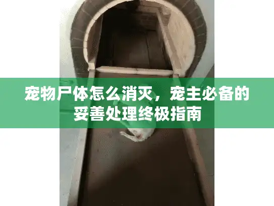 宠物尸体怎么消灭，宠主必备的妥善处理终极指南