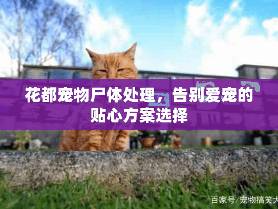 花都宠物尸体处理,告别爱宠的贴心方案选择 花都宠物尸体处理,告别爱宠的贴心方案选择
