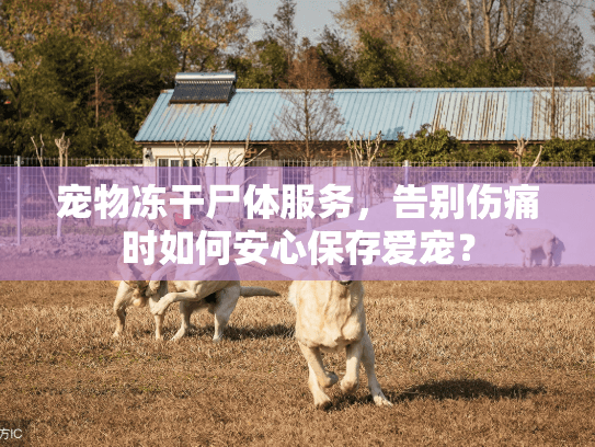 宠物冻干尸体服务，告别伤痛时如何安心保存爱宠？