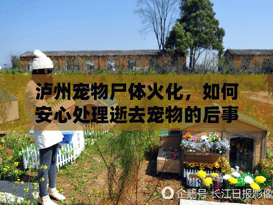 泸州宠物尸体火化，如何安心处理逝去宠物的后事