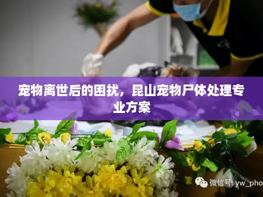 宠物离世后的困扰，昆山宠物尸体处理专业方案