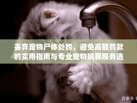 丢弃宠物尸体处罚，避免高额罚款的实用指南与专业宠物殡葬服务选择