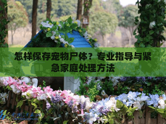 怎样保存宠物尸体？专业指导与紧急家庭处理方法