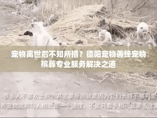 宠物离世后不知所措？德阳宠物善终宠物殡葬专业服务解决之道