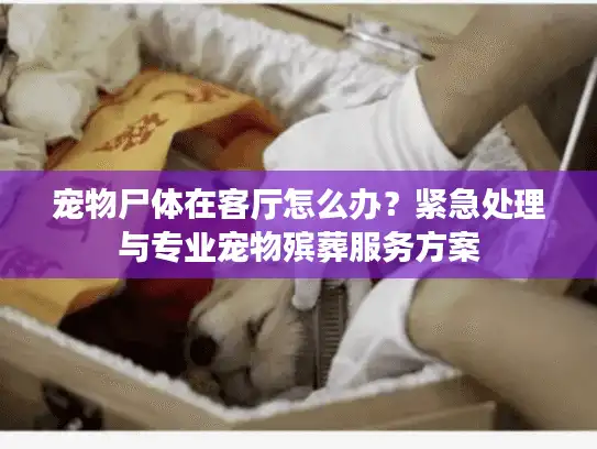 宠物尸体在客厅怎么办？紧急处理与专业宠物殡葬服务方案