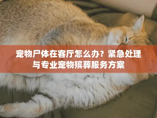 宠物尸体在客厅怎么办？紧急处理与专业宠物殡葬服务方案