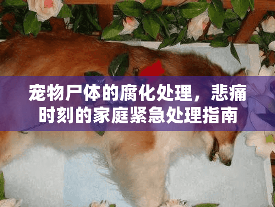 宠物尸体的腐化处理，悲痛时刻的家庭紧急处理指南