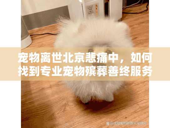 宠物离世北京悲痛中，如何找到专业宠物殡葬善终服务？