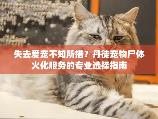 失去爱宠不知所措?丹徒宠物尸体火化服务的专业选择指南 失去爱宠不知所措?丹徒宠物尸体火化服务的专业选择指南