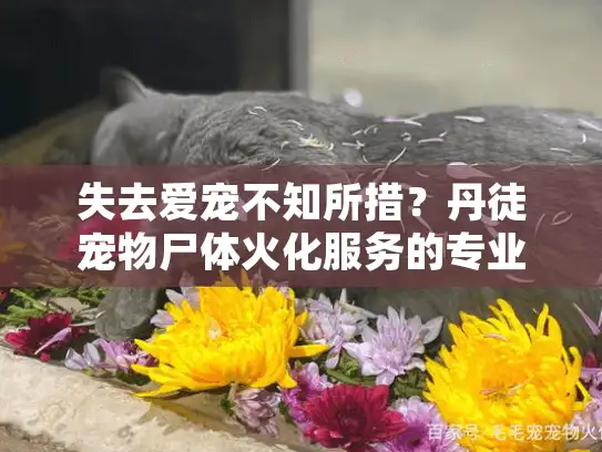 失去爱宠不知所措?丹徒宠物尸体火化服务的专业选择指南 失去爱宠不知所措?丹徒宠物尸体火化服务的专业选择指南