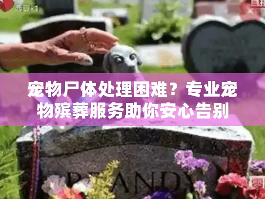 宠物尸体处理困难？专业宠物殡葬服务助你安心告别