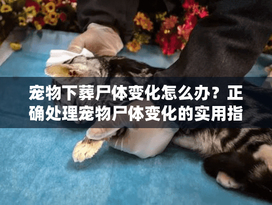 宠物下葬尸体变化怎么办?正确处理宠物尸体变化的实用指南 宠物下葬尸体变化怎么办?正确处理宠物尸体变化的实用指南