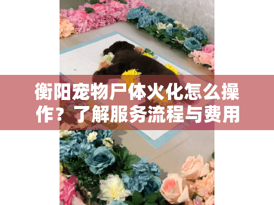 衡阳宠物尸体火化怎么操作?了解服务流程与费用 衡阳宠物尸体火化怎么操作?了解服务流程与费用