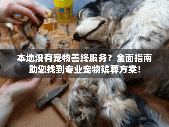 本地没有宠物善终服务？全面指南助您找到专业宠物殡葬方案！