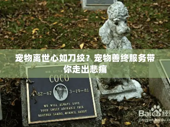 宠物离世心如刀绞？宠物善终服务带你走出悲痛