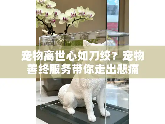 宠物离世心如刀绞？宠物善终服务带你走出悲痛