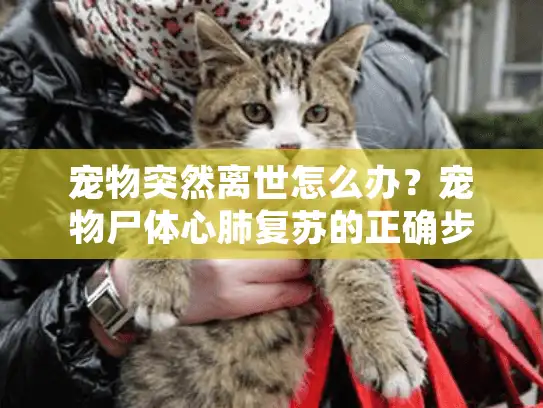 宠物突然离世怎么办？宠物尸体心肺复苏的正确步骤