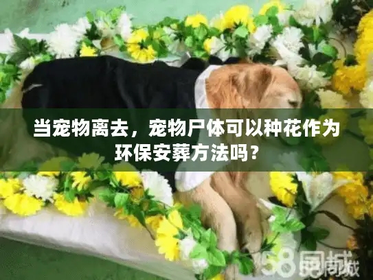 当宠物离去,宠物尸体可以种花作为环保安葬方法吗? 当宠物离去,宠物尸体可以种花作为环保安葬方法吗?