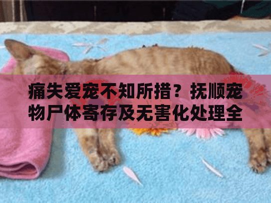 痛失爱宠不知所措?抚顺宠物尸体寄存及无害化处理全程指南 痛失爱宠不知所措?抚顺宠物尸体寄存及无害化处理全程指南