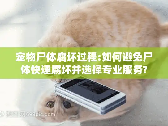 宠物尸体腐坏过程:如何避免尸体快速腐坏并选择专业服务?