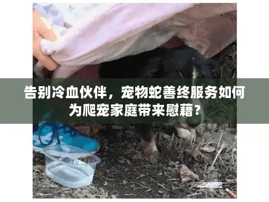 告别冷血伙伴，宠物蛇善终服务如何为爬宠家庭带来慰藉？