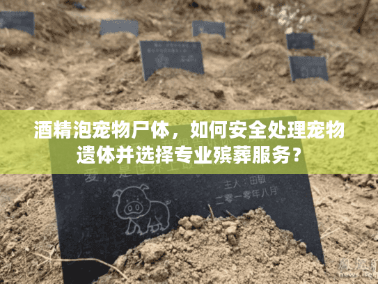 酒精泡宠物尸体，如何安全处理宠物遗体并选择专业殡葬服务？