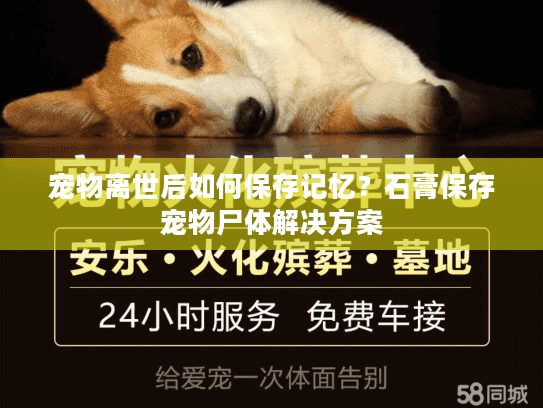 宠物离世后如何保存记忆？石膏保存宠物尸体解决方案