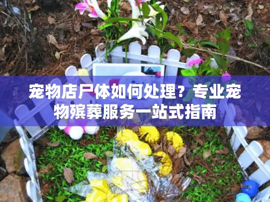 宠物店尸体如何处理？专业宠物殡葬服务一站式指南