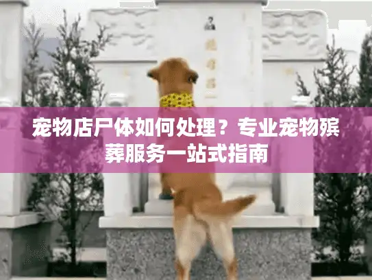 宠物店尸体如何处理？专业宠物殡葬服务一站式指南