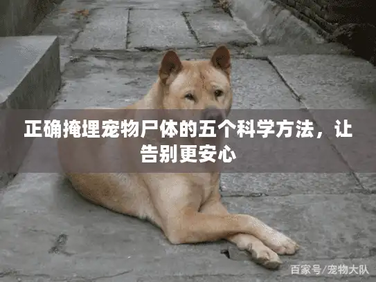 正确掩埋宠物尸体的五个科学方法，让告别更安心