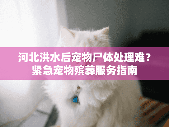 河北洪水后宠物尸体处理难？紧急宠物殡葬服务指南