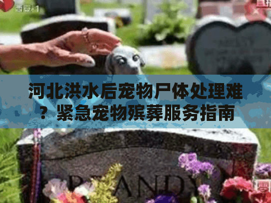 河北洪水后宠物尸体处理难？紧急宠物殡葬服务指南