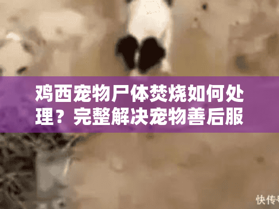 鸡西宠物尸体焚烧如何处理？完整解决宠物善后服务指南