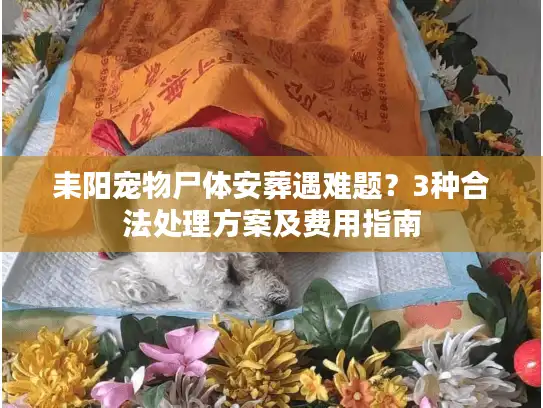 耒阳宠物尸体安葬遇难题?3种合法处理方案及费用指南 耒阳宠物尸体安葬遇难题?3种合法处理方案及费用指南