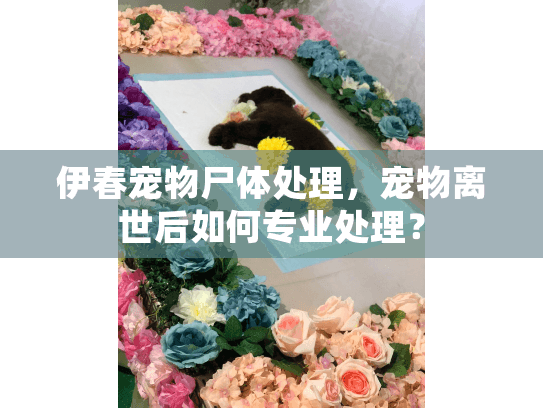 伊春宠物尸体处理，宠物离世后如何专业处理？
