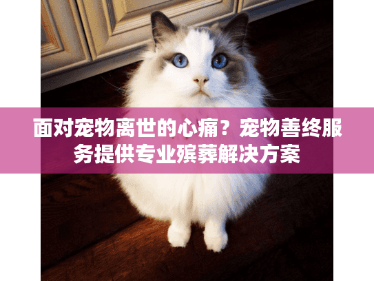 面对宠物离世的心痛？宠物善终服务提供专业殡葬解决方案