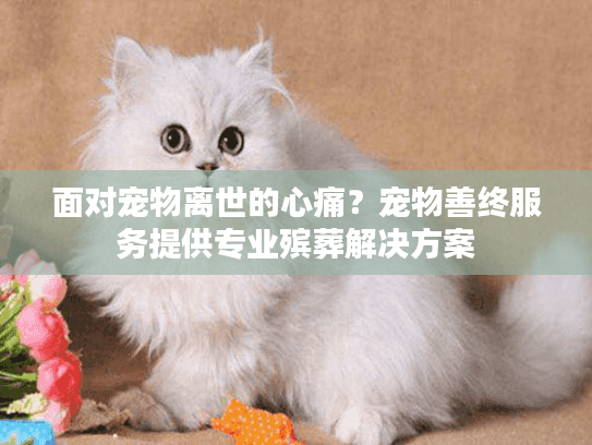 面对宠物离世的心痛？宠物善终服务提供专业殡葬解决方案