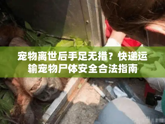 宠物离世后手足无措?快递运输宠物尸体安全合法指南 宠物离世后手足无措?快递运输宠物尸体安全合法指南