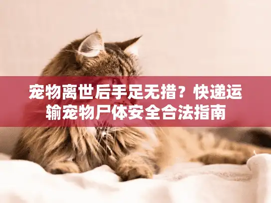 宠物离世后手足无措?快递运输宠物尸体安全合法指南 宠物离世后手足无措?快递运输宠物尸体安全合法指南