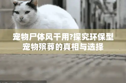 宠物尸体风干用?探究环保型宠物殡葬的真相与选择