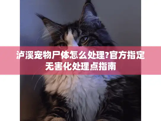 泸溪宠物尸体怎么处理?官方指定无害化处理点指南 泸溪宠物尸体怎么处理?官方指定无害化处理点指南