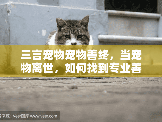 三言宠物宠物善终，当宠物离世，如何找到专业善终服务缓解伤痛？