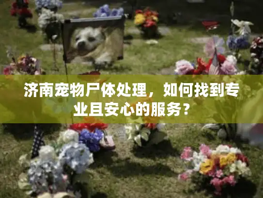 济南宠物尸体处理,如何找到专业且安心的服务? 济南宠物尸体处理,如何找到专业且安心的服务?