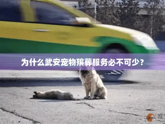 为什么武安宠物殡葬服务必不可少？