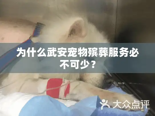 为什么武安宠物殡葬服务必不可少？