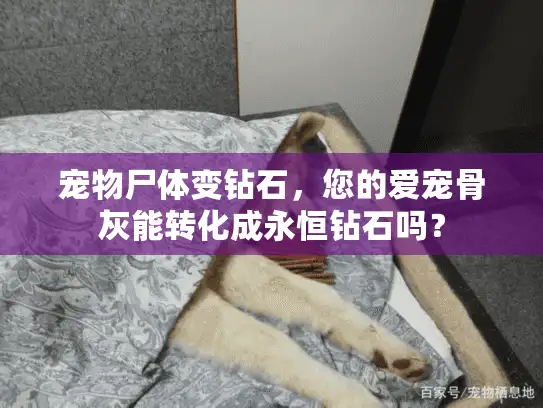 宠物尸体变钻石,您的爱宠骨灰能转化成永恒钻石吗? 宠物尸体变钻石,您的爱宠骨灰能转化成永恒钻石吗?