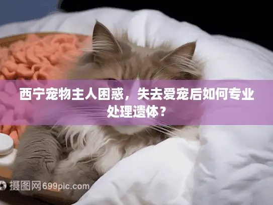 西宁宠物主人困惑，失去爱宠后如何专业处理遗体？